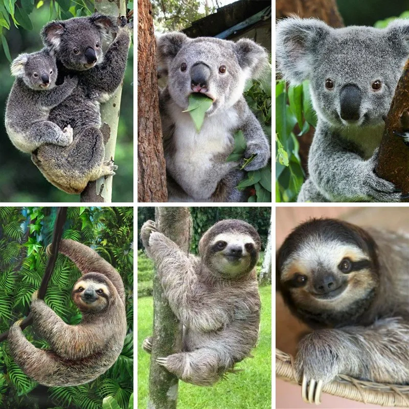 5D Diamond Painting Sloth Koal - Embroidery Australia ulasan dan harga